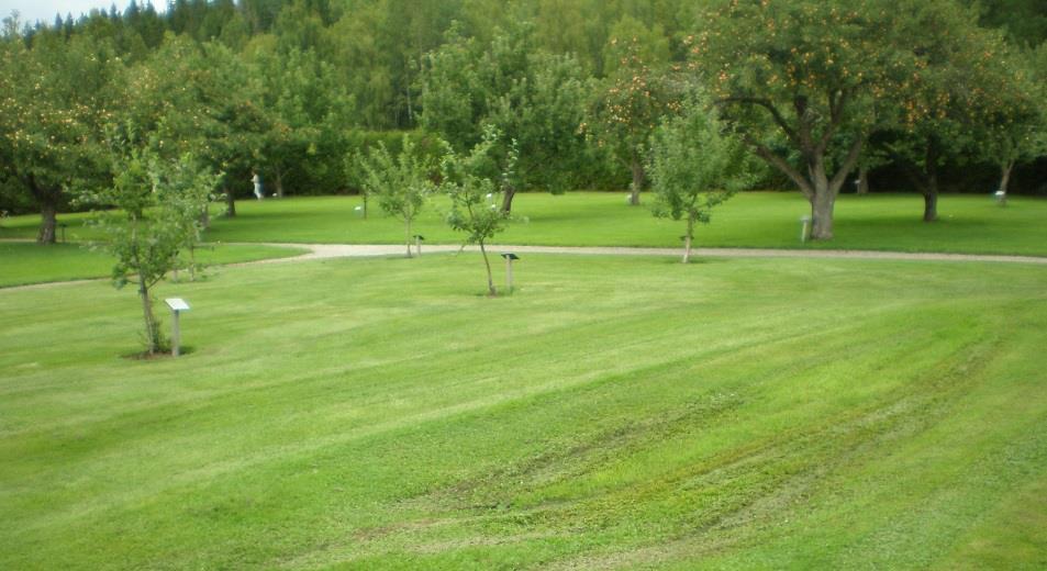 Vattensjuk gräsmatta.