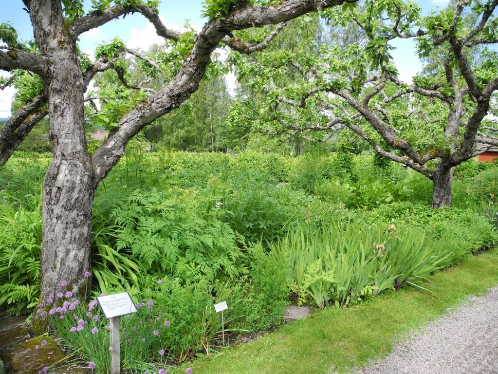 Örtagården. Under de stora och bredkroniga äppleträden nordost om mangårdsbyggnaden återfinns örtagården. Växtmaterialet är planterat i ett strikt rutsystem med tillhörande namnskyltar.