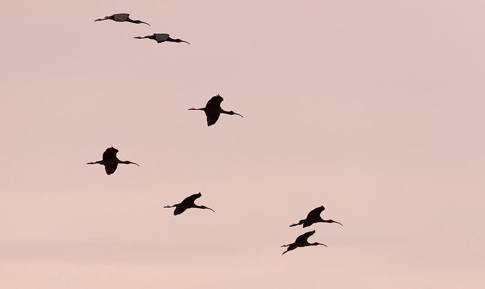 Bronsibisar vid flamingosjön i Shirvan. Foto: J-M Breider Artlista fåglar 1. Mute Swan Knölsvan Cygnus olor En familjegrupp i flamingosjön, Shirvan NP 8/10. 2.