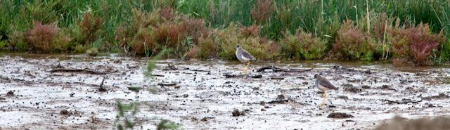 66. Little Crake Mindre sumphöna Porzana parva En honfärgad fågel i vasskanten vid Kizil Agach 9/10. 67. Moorhen Rörhöna Gallinula chloropus Ett flertal obsar i dammar och kanaler i söder 7-9/10. 68.
