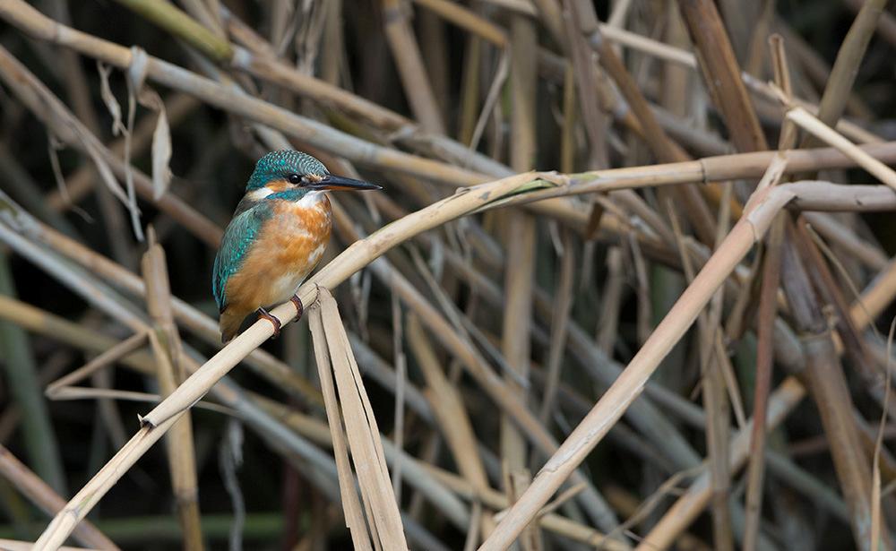 128. Hoopoe Härfågel Upupa epops Resans enda ex flaxade mot S vid Besh Barmag 6/10. 129. Kingfisher Kungsfiskare Alcedo atthis Många observationer vid kanaler och våtmarker i söder 7-10/10 med bl.a. 4-5 ex flamingosjön, Shirvan NP 8/10 och lika många ex Kizil Agach 9/10.