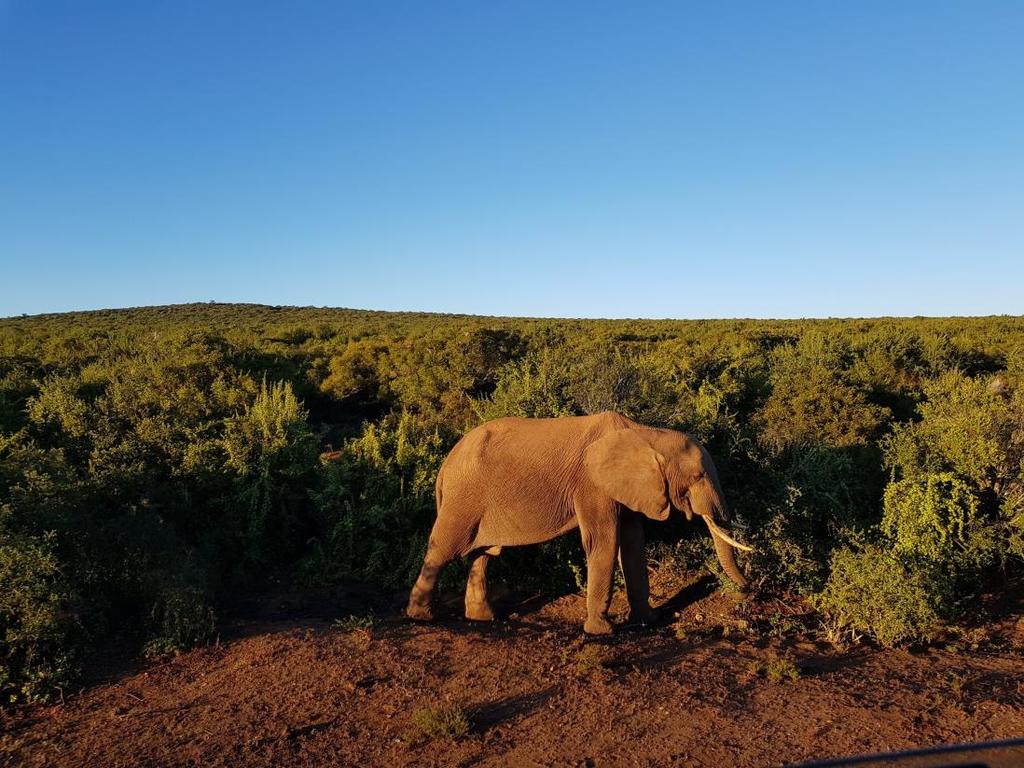 Elefant