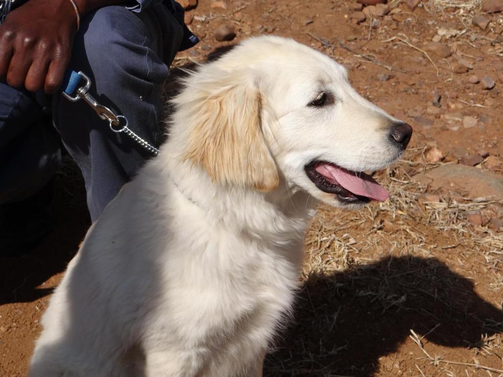 Hund på