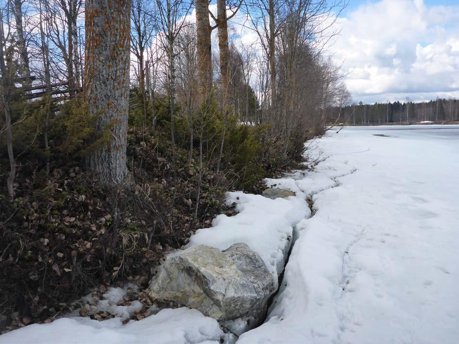 Figur 15. Exempel på erosionsskyddande block utlagda på utsatta områden i Umeälven. Brottkanten på isen flyttas ut utanför stenarna och på så sätt skyddas strandbanken från isnötning. Foto Åsa Widén.