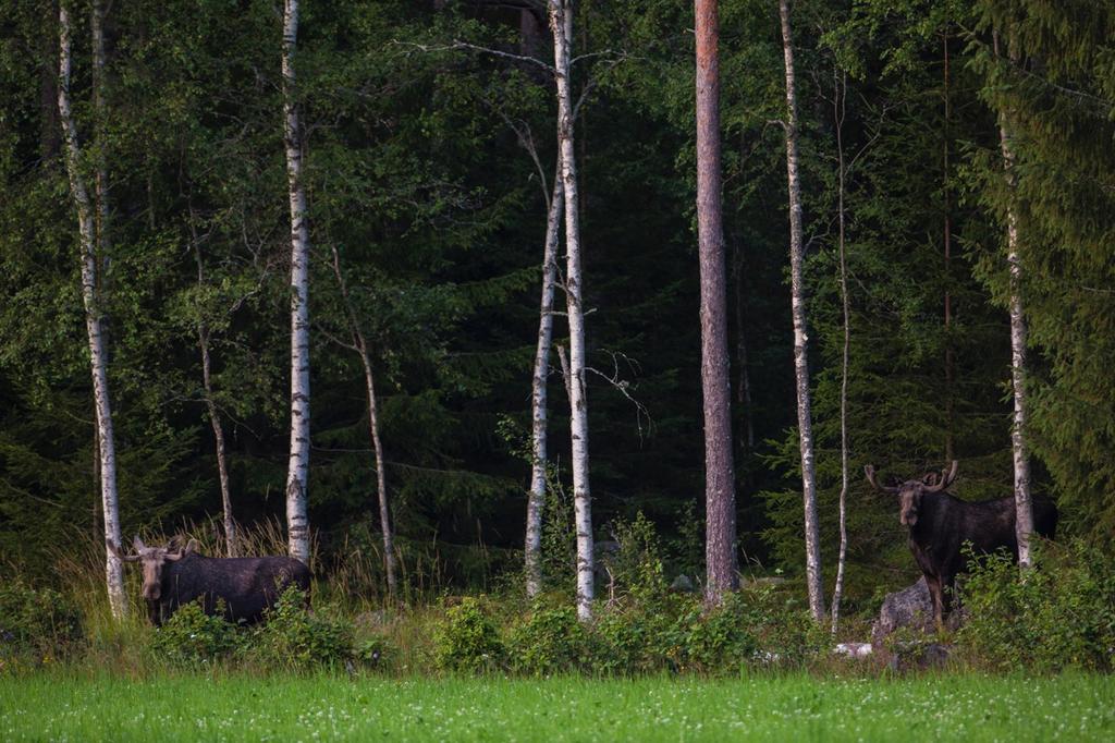 Vi kan kalla