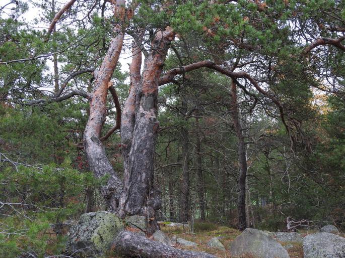 Exempel på skogsmiljöer som hotas