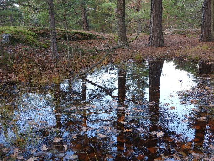 Skogskänsla Biologisk mångfald