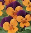 30 33 Sorbet Orange Jump Up