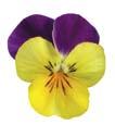 Yellow Velour Purple Wing