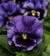 Inspire Purple & Orange 25 22 20