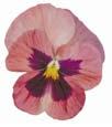 Blotch 25 22 40 Inspire Peach Shades