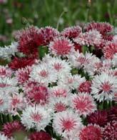 romantisk blandning Från vitt till rosa och rött. Mycket fin. May Queen Bellis perennis, tusensköna Tvåårig. Såtemperatur 18 C. Groningstid ca 14 dagar.