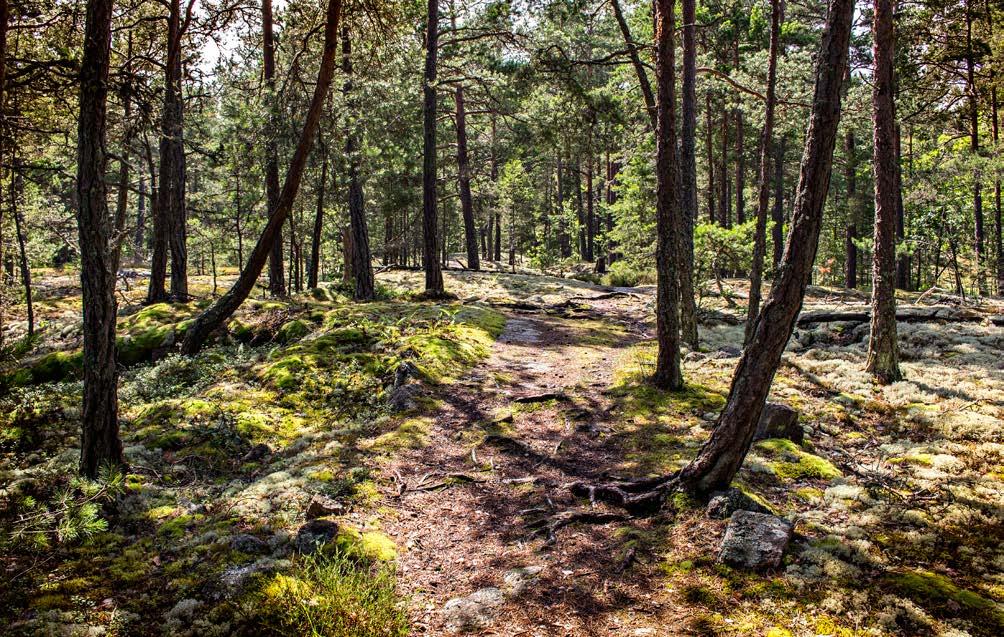 Engelska Parken Foto: Marit Stigsdotter En av Engelska Parkens promenadstigar som även användes som ridväg.