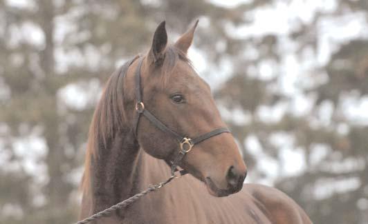 Vinstrikaste varmblod Vinstrikaste 2-åringar M.T.Cheyenne - den näst vinstrikaste svenskregistrerade 2-årige h/v 2006.