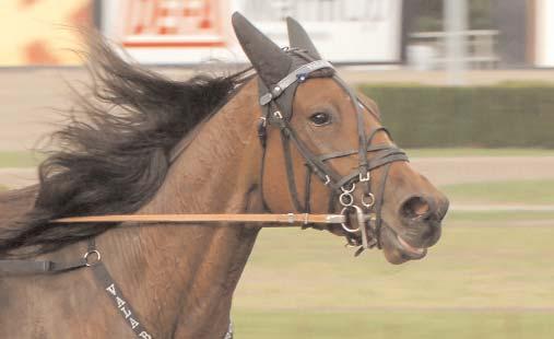 Vinstrikaste varmblod Vinstrikaste 3-åringar Marquis du Pommeau - segrare bland annat i Svenskt Trav-Kriterium 2006.