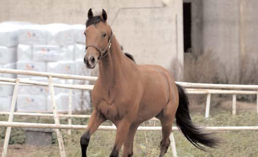 Pearsall Hanover 8 1.857.607 Staro Alive e. Zoogin 2 1.069.200 Dig for Dollars e. Tony Oaks 9 1.061.000 Express Merett* e. Express It 3 940.000 Sillochnubbe e. Good As Gold 2 753.279 Gold Space e.