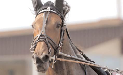 500 Fantasy Broline e. General November 7 1.849.100 Rite on Track e. Rite On Line 3 1.802.698 D.J.Seabrook e. Juliano Star 5 1.565.819 Max Prix e. S.J. s Photo 1 1.519.073 Bambino Banker e.