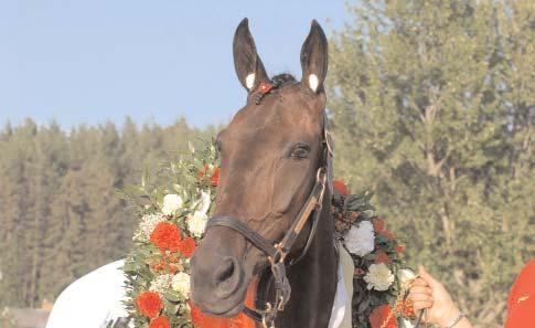 Pearsall Hanover 5 3.791.434 Hot Shot Knick (8) e. J.R.Broline 9 3.496.219 Digger Crown (9) e. Lindy s Crown 9 3.028.577 Smashing Victory (7) e. Smasher 6 2.847.202 Super Light (8) e. Super Arnie 3 2.