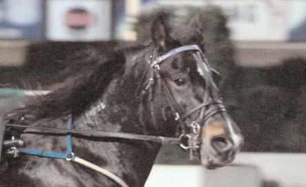 816 Fakse (6) e. Järvsöfaks 7 560.183 Nordgubben (12) e. Braute 4 552.000 Elias (6) e. Järvsöfaks 9 489.000 Järvsömolle (7) e. Troll Jahn 2 371.437 Hafell Kongen (NO) (9) e. Golan 4 335.