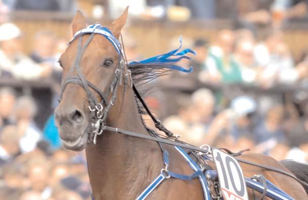 Snabbaste varmblod Snabbaste äldre hingstar & valacker Hot Shot Knick - snabbaste svenskafödda äldre h/v med elitloppsfinalens 1.10,4a.