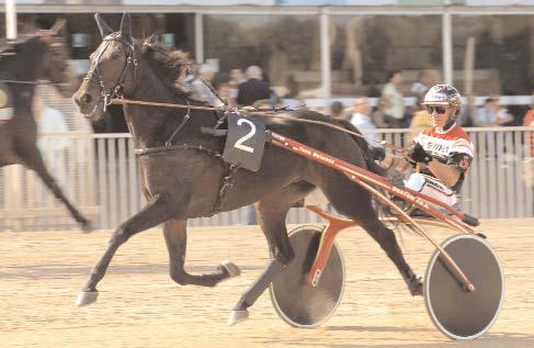 Snabbaste varmblod Snabbaste äldre ston Giant Diablo - inget annat svenskfött äldre sto sprang 2006 snabbare än hennes 1.10,1a.