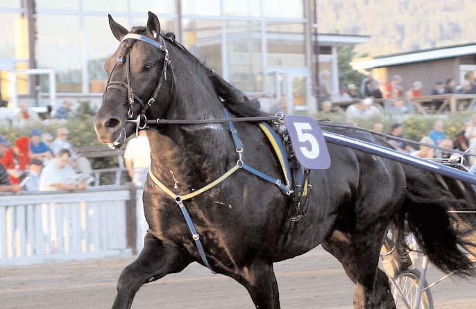 Snabbaste kallblod Snabbaste 3-åriga hingstar & valacker Eldfaksen - snabbare än hans 1.28,0 och 1.27,3a travade ingen annan 3-årig h/v 2006. Svenskfödda Eldfaksen B 7/9 1680 1.