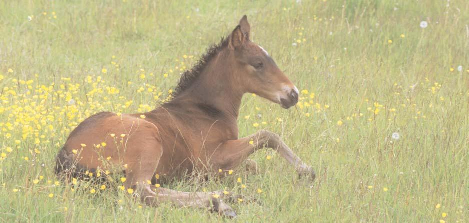 Betäckningsstatistik Namn Antal betäckta ston Gate Open 35 Gazza Degato 7 General November (DE)* 3 Gentle Star (NO) 53 Giant Cat (FR)* 4 Giant Chill (US) 28 Gidde Palema 128 Gigant Neo 150 Gobernador
