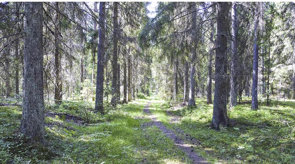 Färdvägar och stigar Äldre väg genom skogen som fortfarande används och som kan ha ett kulturhistoriskt värde. foto: göran lundh Definition Äldre stig, väg och järnväg, t.ex.
