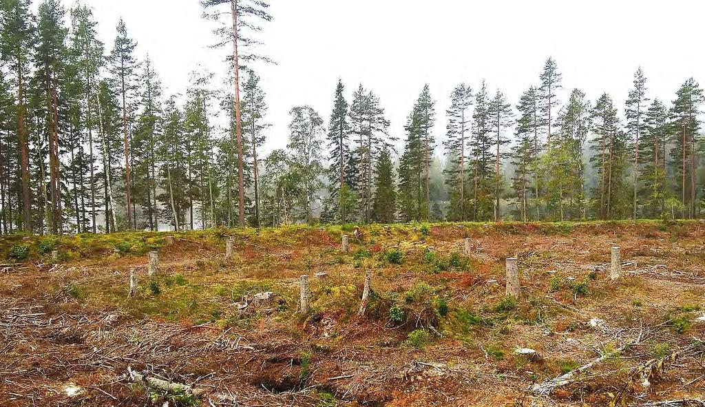 MÅLBILDER FÖR GOD MILJÖHÄNSYN friluftsliv och rekreation Användande av kulturstubbar foto: mattias persson Kulturstubben är en 1,3 m hög skapad stubbe, dvs. ungefär brösthöjd.