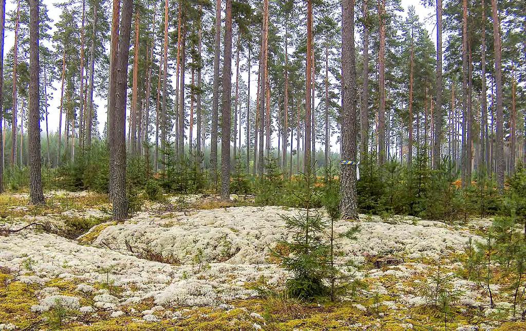 MÅLBILDER FÖR GOD MILJÖHÄNSYN friluftsliv och rekreation Kolningsanläggning foto: bo ulfhielm Kolningsanläggningar är rester efter framställning av träkol som förr var en viktig råvara.