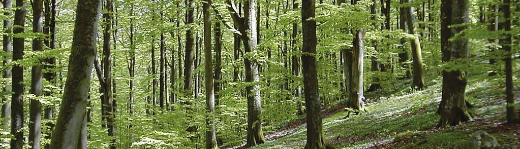 Program för regional miljöövervakning i Hallands län 2015-2020 23 Programområde Skog Större sammanhängande bokskogar är artrika miljöer som endast förekommer i södra Götaland.