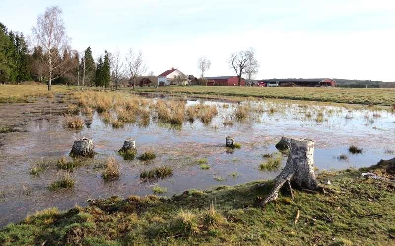 Foto 5. Våtmark i betesmark 50 m väster om väg S720 norr om Almar. 2. Stor våtmark med vattenspeglar och ruggar av vass och kaveldun 100 m öster om väg S720.