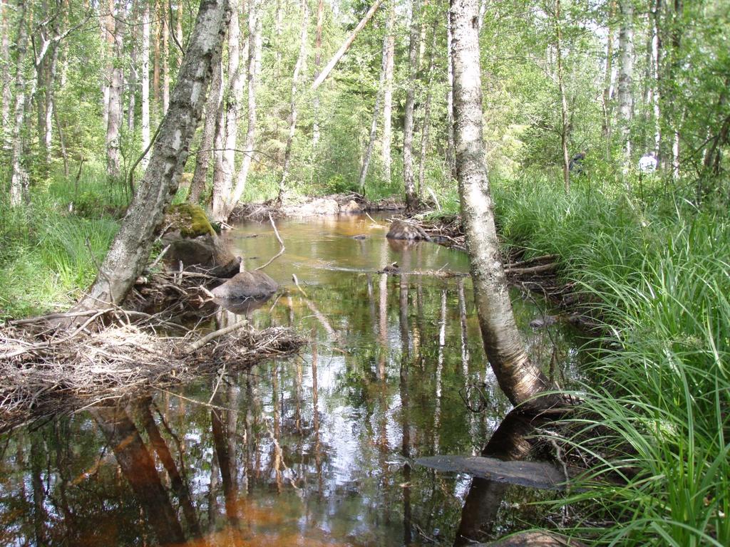 SAMMANSTÄLLNING AV STORMUSSELINVENTERINGAR I KALMAR LÄN 1986-2013 11 Figur 7: Lillån. Bilden visar hur ett representativt vattendrag ser ut.
