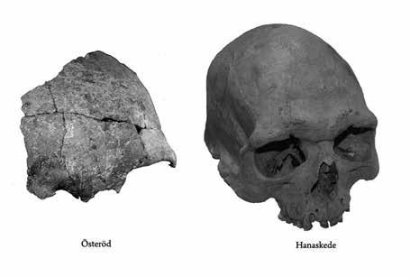 In Situ Kvinnan från Österöd ett tidigmesolitiskt skelett från Bohuslän 53 Könsbedömning Könsbedömning av mesolitiska skelett har ofta styrts utifrån arkeologiska iakttagelser som i strikt mening är