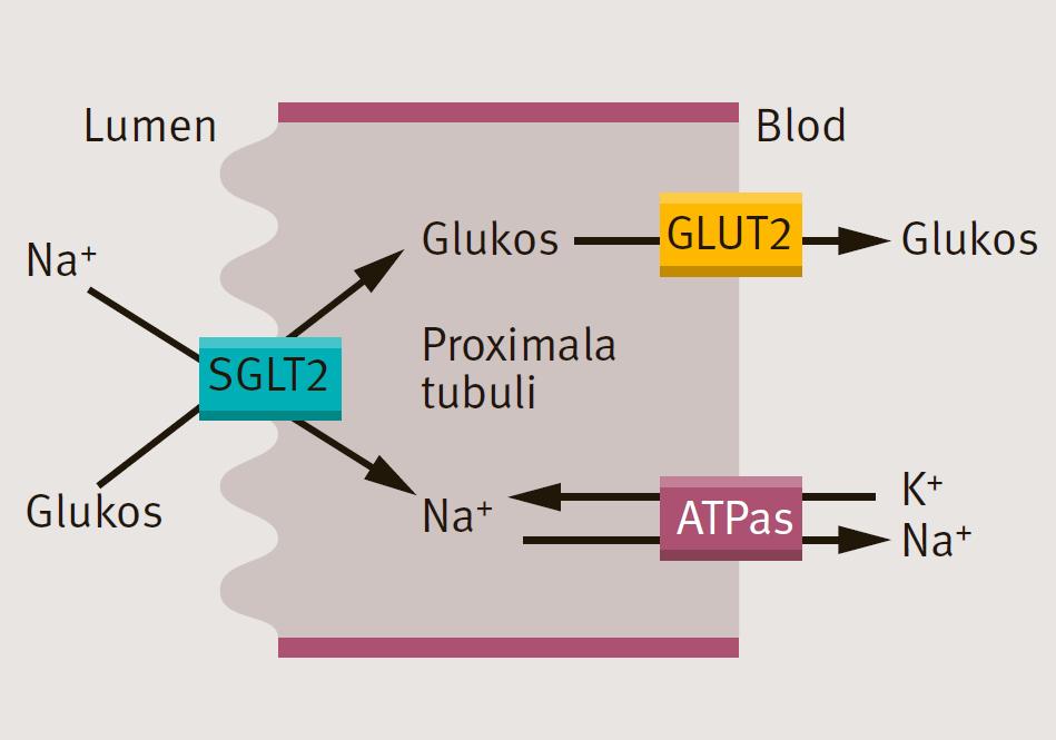 Hämning av Sodium-Glucose Cotransporter 2 (SGLT2) Hämmar reabsorption av glukos i proximala tubuli Phlorizin och familjär renal glukosuri ledde in på spåret