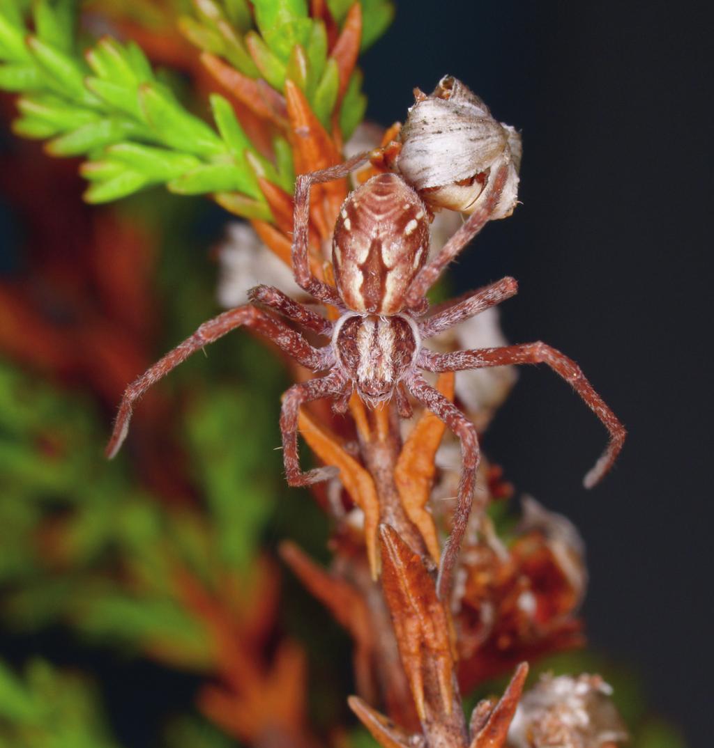 Philodromus histrio Här gömmer den sig i de Araknos besök 5 8.8.2010.