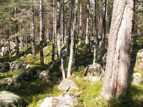 Bild 13. Blockmarker som bl.a. av drivningstekniska skäl har undantagits skogsbruksåtgärder uppvisar ofta en större variation och längre skoglig kontinuitet än den intilliggande blockfattiga skogen.