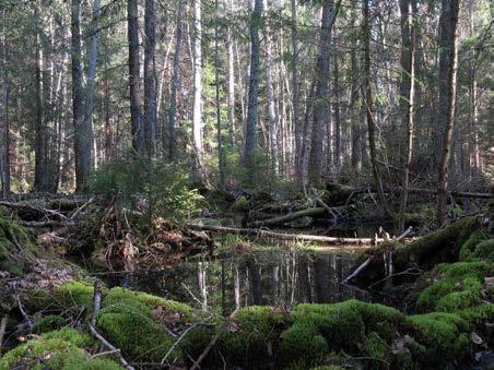 Bild 15. Sumpskog eller dråg med riklig förekomst av äldre eller senvuxna träd. Den höga luftfuktigheten i kombination med död ved skapar goda förutsättningar för rik flora och fauna av dödvedsarter.