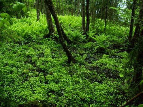 Bild 17. Utmärkande för skog på källpåverkad mark och källor är att de utgörs av fuktig eller blöt mark med avvikande, karaktäristisk vegetation och ofta utfällningar av kalk eller järn.