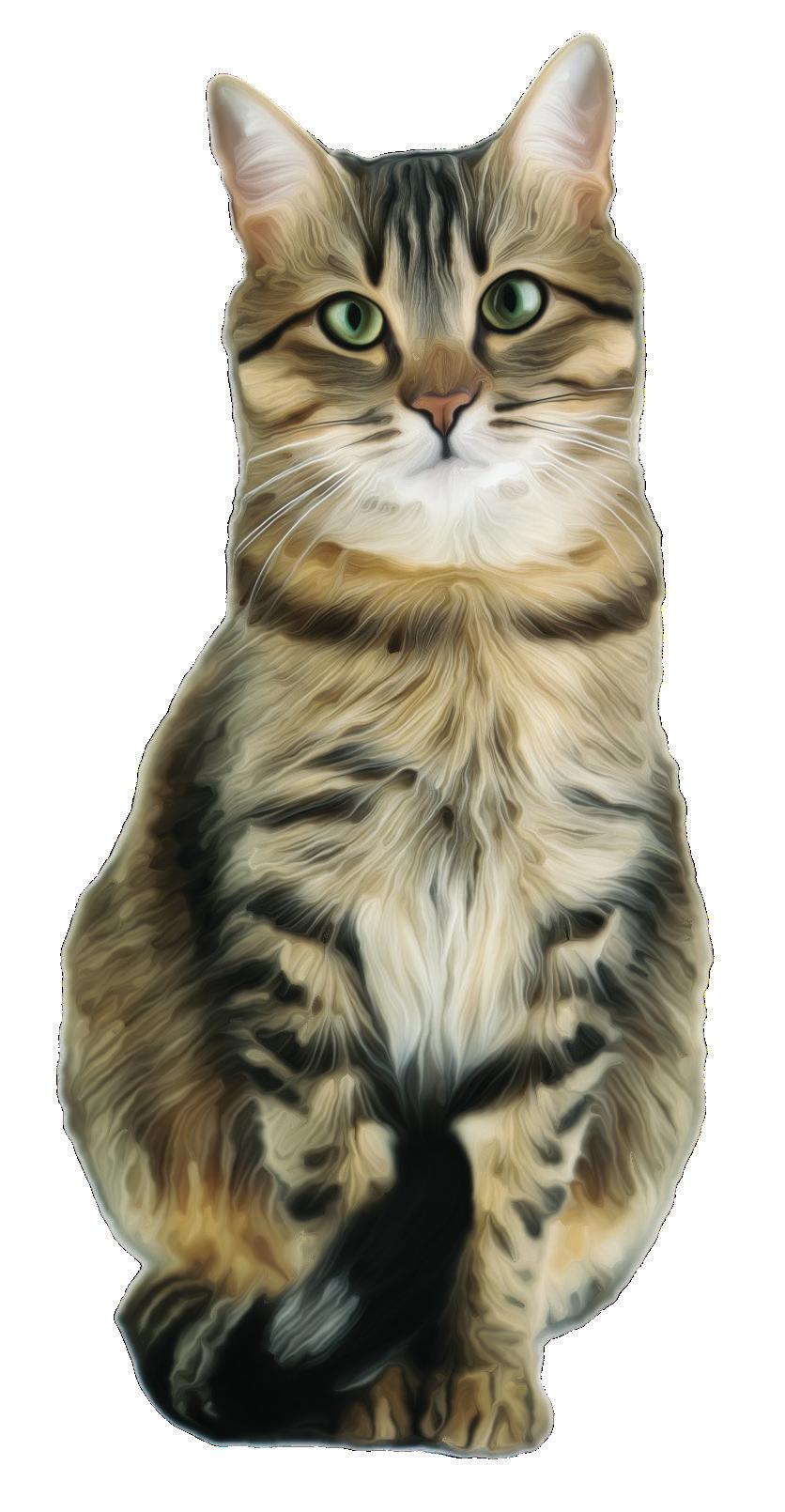 Övrig information OM SWEDENCARE Swedencare utvecklar, marknadsför och säljer premiumprodukter på den globala och snabbväxande marknaden för hälsovårdsprodukter till katt, hund och häst.