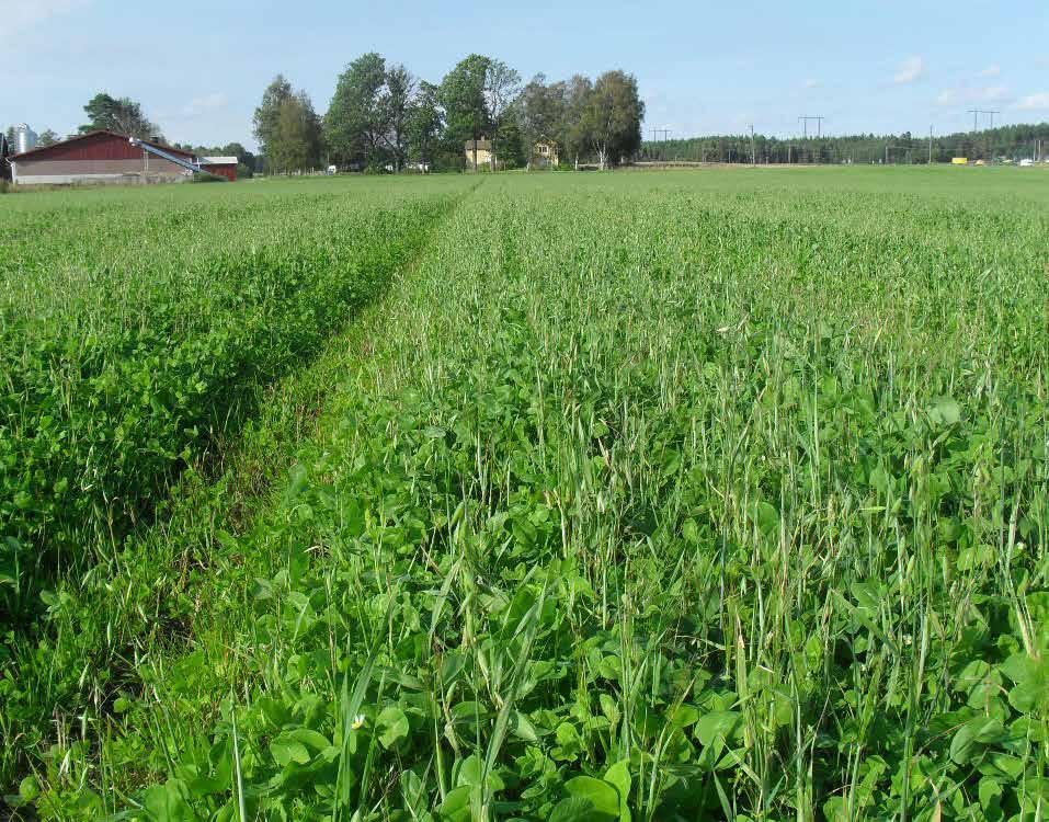 En helårsgröngödsling kan ansamla stora mängder kväve. Det ställer höga krav på hur du planerar växtföljden och vilka grödor du väljer att odla efter gröngödslingen.