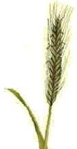 20 Vicker Vetch Vesce Bovete Buckwheat Blé Noir Blå lupin Blue Lupine Lupin Bleu Grönråg Green Rye Seigle Vert Vicia Fagopyrum Lupinus angustifolius Secale cereale Mängd kg/min kg/min Mängd kg/min