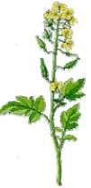 21 Havre Oat Avoine Senap Mustard Moutarde Lusern Alfalfa Luzerne Rödklöver Red Clover Trèfle Rouge Avena Sinapis Alba Medicago Sativa Trifolium Mängd kg/min kg/min Mängd kg/min kg/min Mängd kg/min