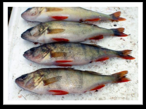 Resultat och diskussion 4.1 Artförekomst och jämförelse med tidigare provfisken Vid årets provfiske noterades 21 fiskarter (Figur 3, Tabell 1).