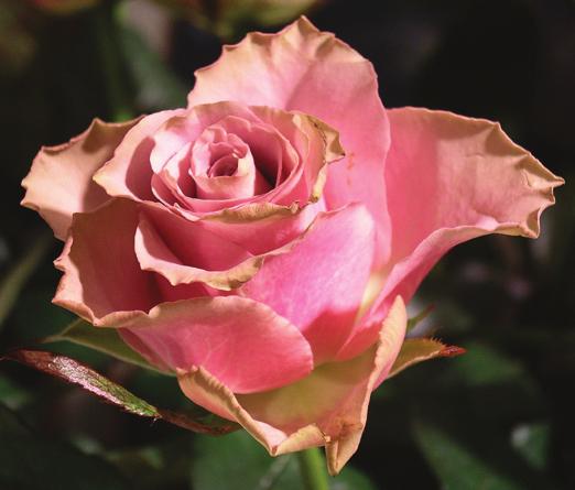 Ett blommornas ABC Blommornas värld rymmer en enorm mångfald; kanske en kvarts miljon arter. Likväl, om man tittar närmare, är alla blommor uppbyggda enligt samma princip.