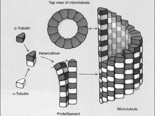 Mikrotubuli De Vita 2001 IIIa.