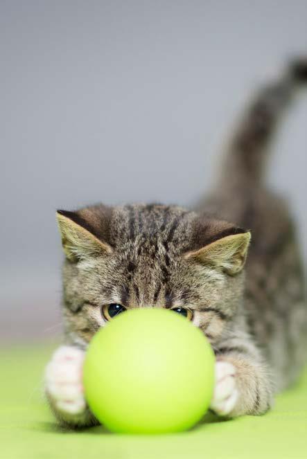 Ditt eget försäkringsbolag! Det här är försäkringsvillkoret för din försäkring Sveland Katt Favorit.