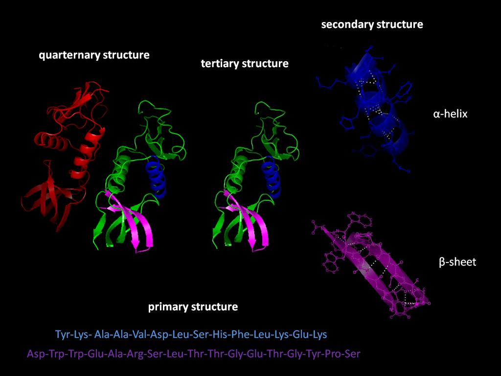 Kvartärstruktur ü Om proteinet består av flera polypepjdkedjor så kallas varje polypep0dkedja för en subenhet.