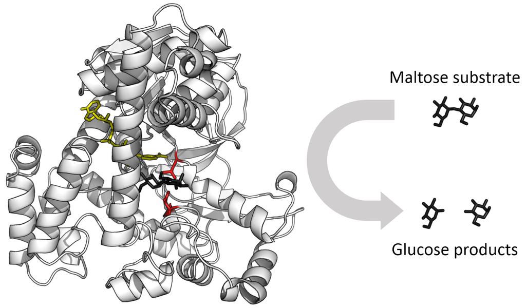 Strukturen är helt avgörande för proteinets funktion ü EC protein är helt beroende av sin struktur för aj kunna fullgöra sina uppgioer. T.ex.