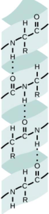 Alfahelixar ü En alfahelix är en sekundärstruktur som innebär ac ec antal aminosyror sijer bundna 0ll varandra i spiralform.